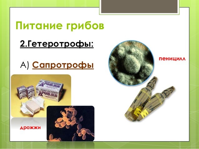 урок питание бактерий грибов урок питание бактерий грибов